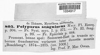 Polyporus sanguineus image